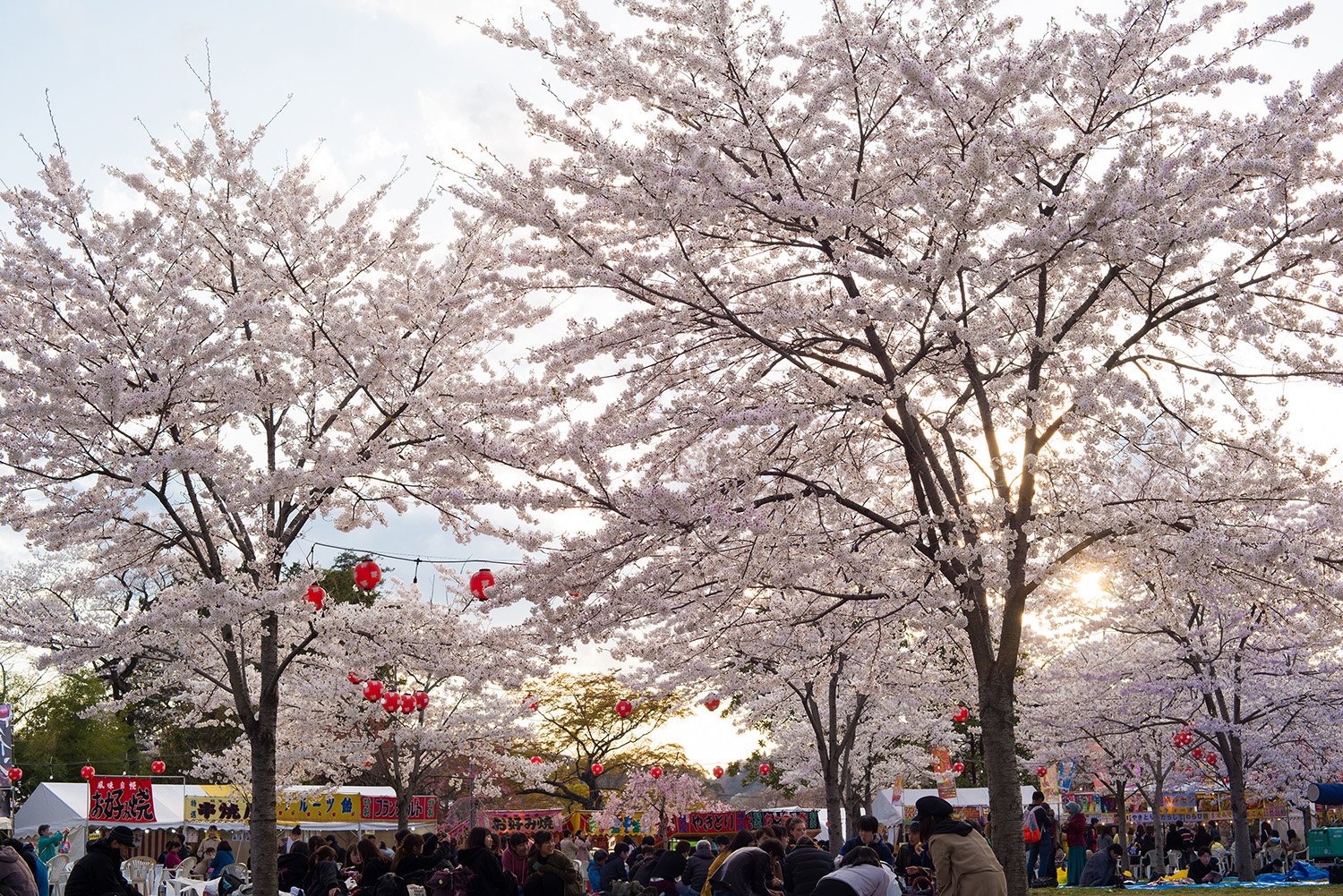 🌸 메이오지 (벤텐슈) 이미지 7